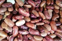 呼倫貝爾蕓豆