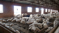 羊畜牧養殖