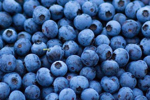 白山藍莓