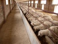 羊肉養殖加工