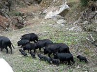 龍里縣山中澗林下黑毛豬養殖專業合作社