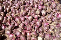 溪柳紫皮蒜