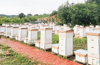 天然成熟蜂蜜優質高產技術