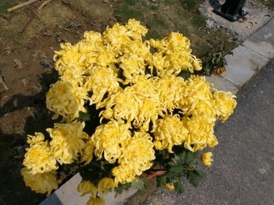 黃尖菊花
